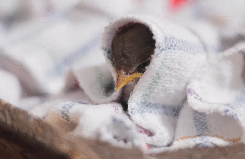 Baby Kiwi Birds: Fascinating Facts You Need to Know 3 bird scared and cold