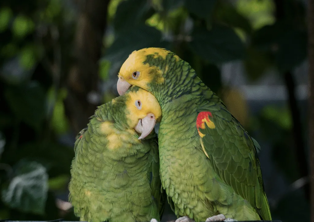 Baby Kiwi Birds: Fascinating Facts You Need to Know 1 kiwi couple