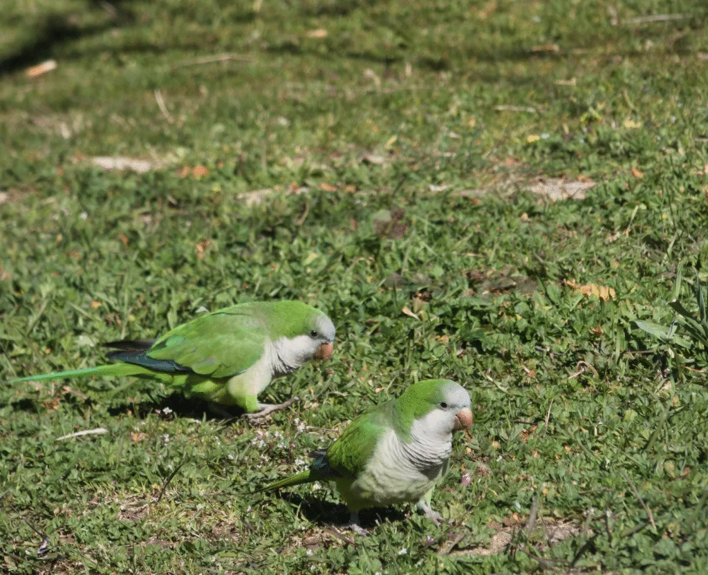 Baby Kiwi Birds: Fascinating Facts You Need to Know 2 kiwi green