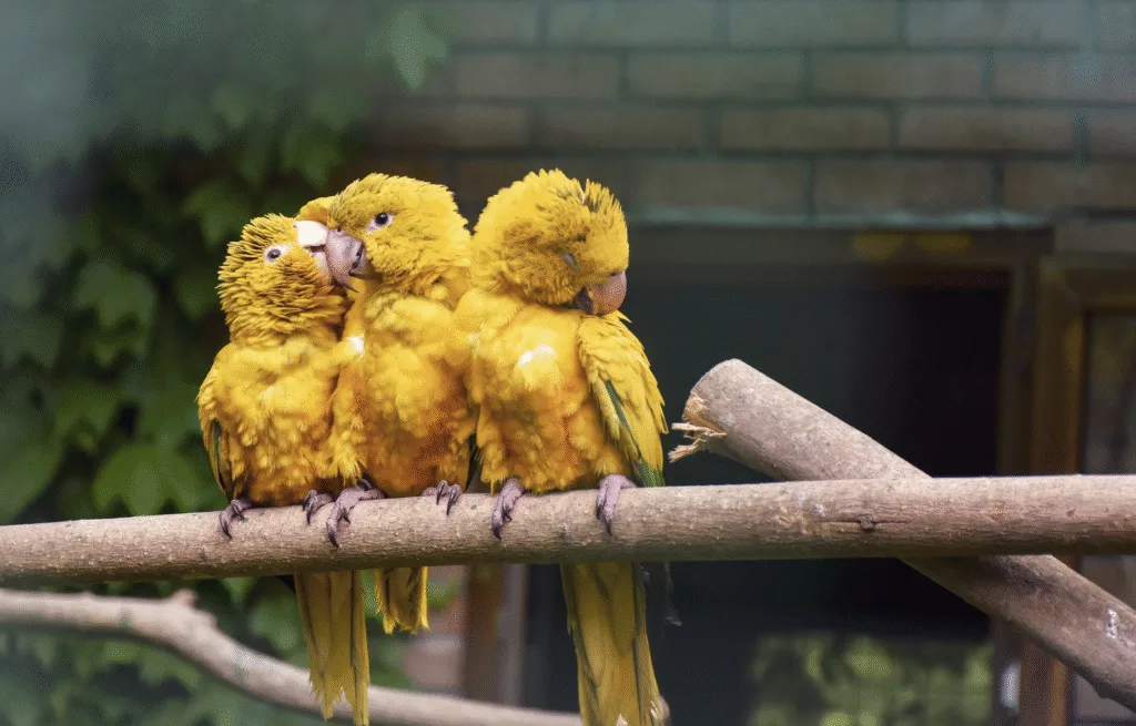 Baby Kiwi Birds: Fascinating Facts You Need to Know 4 yellow kiwi